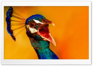 Angry Peacock 4K UHD Wallpaper for Widescreen and UltraWide Desktop, UltraHD TV, Smartphone, Tablet