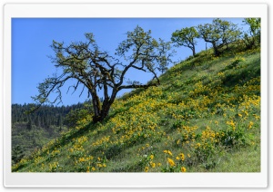 Balsamroot flowers, Tom McCall Preserve, Rowena, Oregon 4K UHD Wallpaper for Widescreen and UltraWide Desktop, UltraHD TV, Smartphone, Tablet