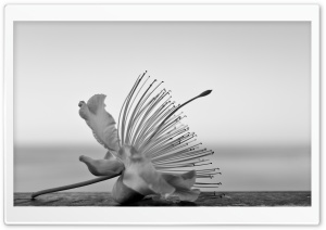 Beautiful Flower Black and White 4K UHD Wallpaper for Widescreen and UltraWide Desktop, UltraHD TV, Smartphone, Tablet