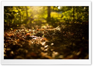 Beginning Of Autumn 4K UHD Wallpaper for Widescreen and UltraWide Desktop, UltraHD TV, Smartphone, Tablet