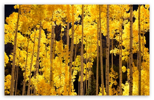 Bright Yellow Aspen Trees in Fall UltraHD Wallpaper for UHD 16:9 ; HD 16:9 ; UltraWide 21:9 24:10 32:10 ; Widescreen 16:10 5:3 ; Fullscreen 4:3 5:4 3:2 ; Tablet 1:1 ; Mobile 9:16 9:19.5 9:20 9:21 9:22 10:16 2:3 3:5 3:4 ; Dual 16:10 5:3 4:3 5:4 3:2 ;