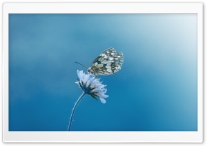 Butterfly 4K UHD Wallpaper for Widescreen and UltraWide Desktop, UltraHD TV, Smartphone, Tablet