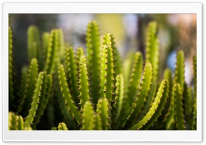 Cactus Desert Plant 4K UHD Wallpaper for Widescreen and UltraWide Desktop, UltraHD TV, Smartphone, Tablet