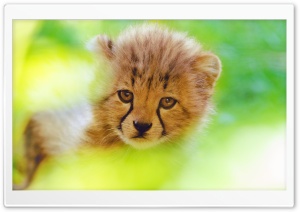 Cheetah Cub Face 4K UHD Wallpaper for Widescreen and UltraWide Desktop, UltraHD TV, Smartphone, Tablet