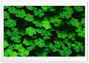 Clover 4K UHD Wallpaper for Widescreen and UltraWide Desktop, UltraHD TV, Smartphone, Tablet