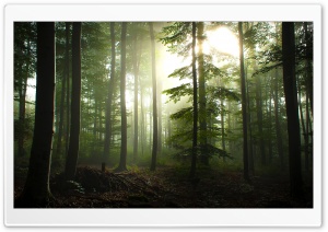 Coniferous Forest 4K UHD Wallpaper for Widescreen and UltraWide Desktop, UltraHD TV, Smartphone, Tablet