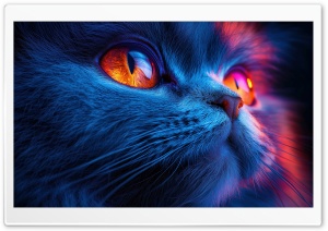 Cute Kitten Close-up 4K UHD Wallpaper for Widescreen and UltraWide Desktop, UltraHD TV, Smartphone, Tablet