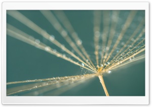 Dandelion Seed, Tiny Drops, Macro 4K UHD Wallpaper for Widescreen and UltraWide Desktop, UltraHD TV, Smartphone, Tablet