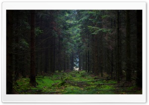 Denmark Forest 4K UHD Wallpaper for Widescreen and UltraWide Desktop, UltraHD TV, Smartphone, Tablet