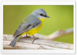 Eastern Yellow Robin Bird, Australia 4K UHD Wallpaper for Widescreen and UltraWide Desktop, UltraHD TV, Smartphone, Tablet