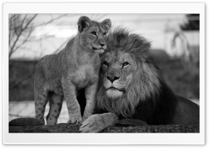 Father and Son Lions Black and White 4K UHD Wallpaper for Widescreen and UltraWide Desktop, UltraHD TV, Smartphone, Tablet