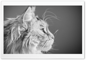 Focused, Maine Coon Cat, Beautiful Profile Portrait 4K UHD Wallpaper for Widescreen and UltraWide Desktop, UltraHD TV, Smartphone, Tablet
