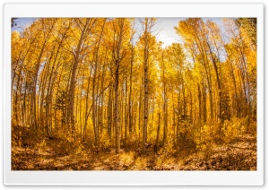 Forest, Autumn 4K UHD Wallpaper for Widescreen and UltraWide Desktop, UltraHD TV, Smartphone, Tablet