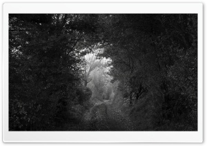 Forest Tunnel Black and White 4K UHD Wallpaper for Widescreen and UltraWide Desktop, UltraHD TV, Smartphone, Tablet