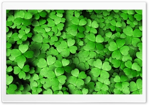 Four-leaf Clover 4K UHD Wallpaper for Widescreen and UltraWide Desktop, UltraHD TV, Smartphone, Tablet