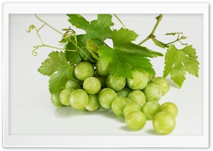Grape Vine 4K UHD Wallpaper for Widescreen and UltraWide Desktop, UltraHD TV, Smartphone, Tablet
