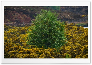 Green Tree, Yellow Flowers 4K UHD Wallpaper for Widescreen and UltraWide Desktop, UltraHD TV, Smartphone, Tablet
