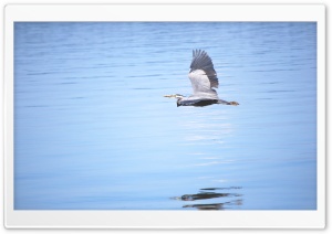 Heron Flying 4K UHD Wallpaper for Widescreen and UltraWide Desktop, UltraHD TV, Smartphone, Tablet