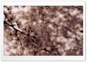 HUN_Flower 4K UHD Wallpaper for Widescreen and UltraWide Desktop, UltraHD TV, Smartphone, Tablet