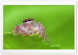 Jumping Spider, Green Background 4K UHD Wallpaper for Widescreen and UltraWide Desktop, UltraHD TV, Smartphone, Tablet