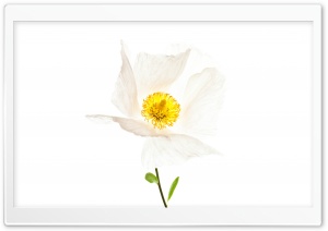 Matilija The White Poppy 4K UHD Wallpaper for Widescreen and UltraWide Desktop, UltraHD TV, Smartphone, Tablet