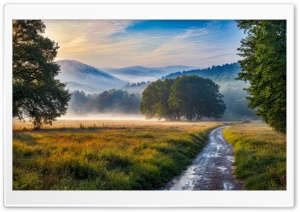 Morning Mist after Rain Digital Art 4K UHD Wallpaper for Widescreen and UltraWide Desktop, UltraHD TV, Smartphone, Tablet