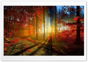 Red Forest 4K UHD Wallpaper for Widescreen and UltraWide Desktop, UltraHD TV, Smartphone, Tablet