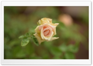 Rose 4K UHD Wallpaper for Widescreen and UltraWide Desktop, UltraHD TV, Smartphone, Tablet