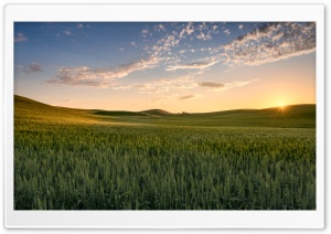 Sun, Wheat Fields near Palouse, Washington 4K UHD Wallpaper for Widescreen and UltraWide Desktop, UltraHD TV, Smartphone, Tablet