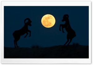 Super Moon Night 4K UHD Wallpaper for Widescreen and UltraWide Desktop, UltraHD TV, Smartphone, Tablet