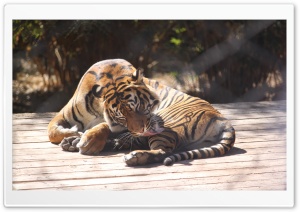 Tiger at the Zoo 4K UHD Wallpaper for Widescreen and UltraWide Desktop, UltraHD TV, Smartphone, Tablet