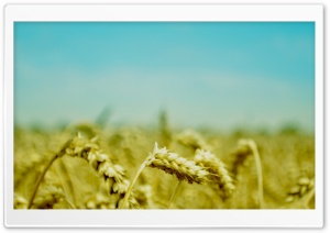Wheat Ears 4K UHD Wallpaper for Widescreen and UltraWide Desktop, UltraHD TV, Smartphone, Tablet