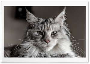Ziva Maine Coon Cat 4K UHD Wallpaper for Widescreen and UltraWide Desktop, UltraHD TV, Smartphone, Tablet