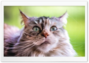 Ziva Maine Coon Cat, Adorable, Beautiful 4K UHD Wallpaper for Widescreen and UltraWide Desktop, UltraHD TV, Smartphone, Tablet